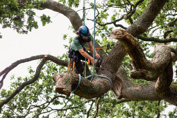 Leaf Removal in Elkhorn, WI