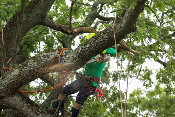 How Our Tree Care Process Works  in  Elkhorn, WI