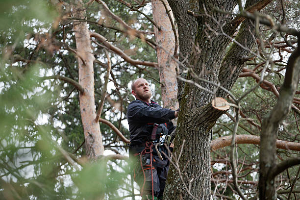 Elkhorn, WI Tree Care Company